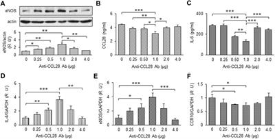 Neutralization of excessive CCL28 improves wound healing in diabetic mice